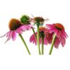 Ехинацея корен (50 гр) 3 ехинация корен