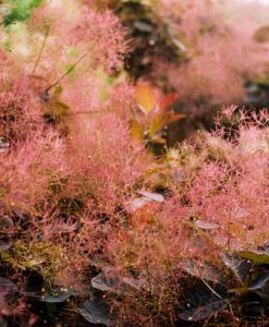 Дърво Смрадлика